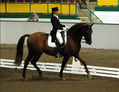 L.A. Baltic Sundance, Grand prix, Dressage, Suzin Daly